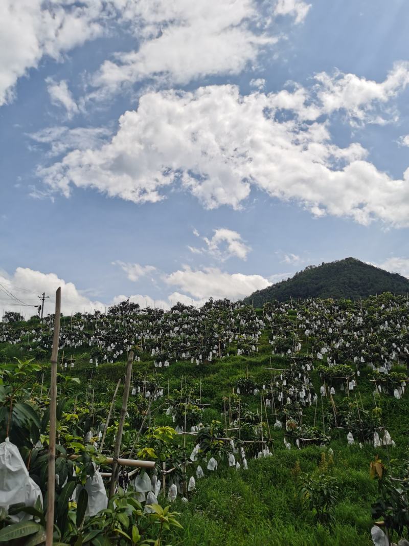 攀枝花金煌芒果原产地直发，全程采用绿色无污染种植可视频看