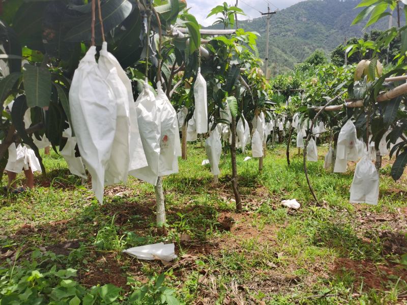 攀枝花金煌芒果原产地直发，全程采用绿色无污染种植可视频看