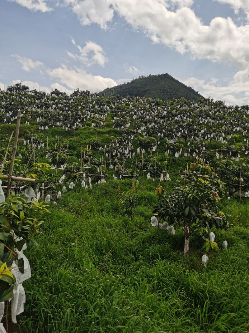 攀枝花金煌芒果原产地直发，全程采用绿色无污染种植可视频看