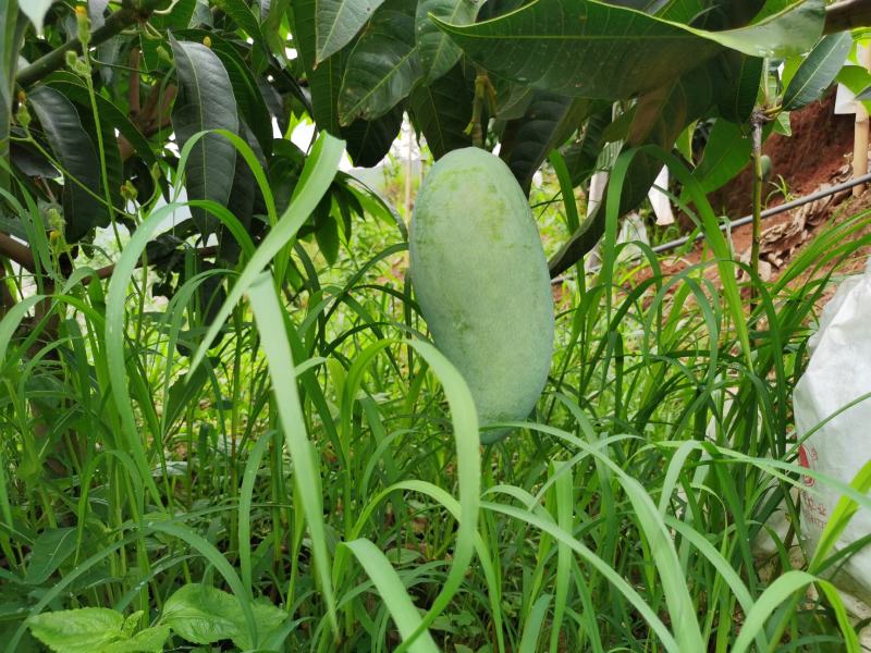 攀枝花金煌芒果原产地直发，全程采用绿色无污染种植可视频看
