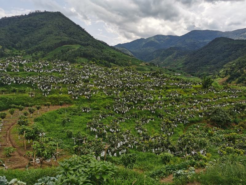 攀枝花金煌芒果原产地直发，全程采用绿色无污染种植可视频看