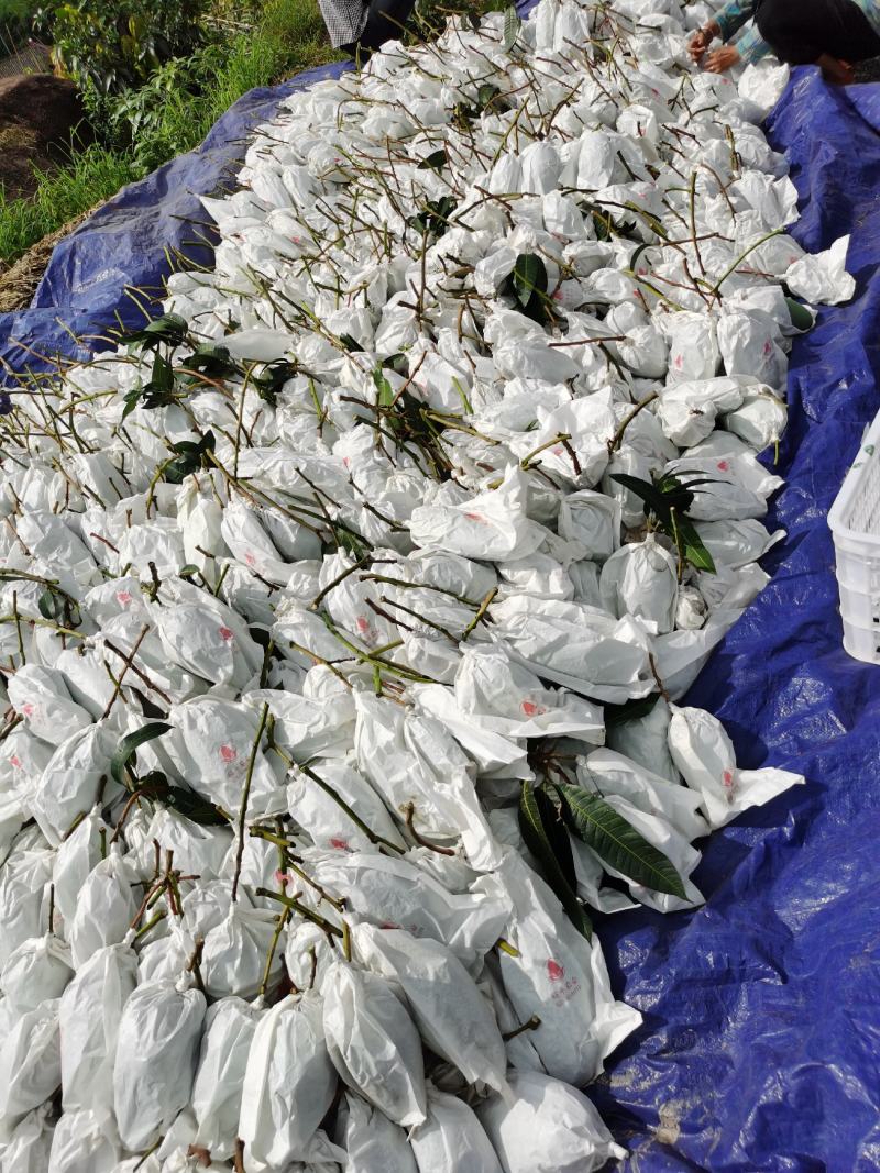 攀枝花金煌芒果原产地直发，全程采用绿色无污染种植可视频看