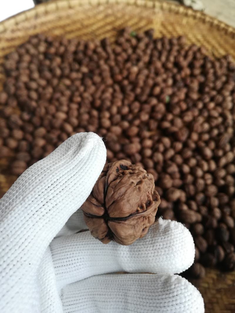 攀枝花盐边老高山核桃，原产地直发，全年供货，可视频看货