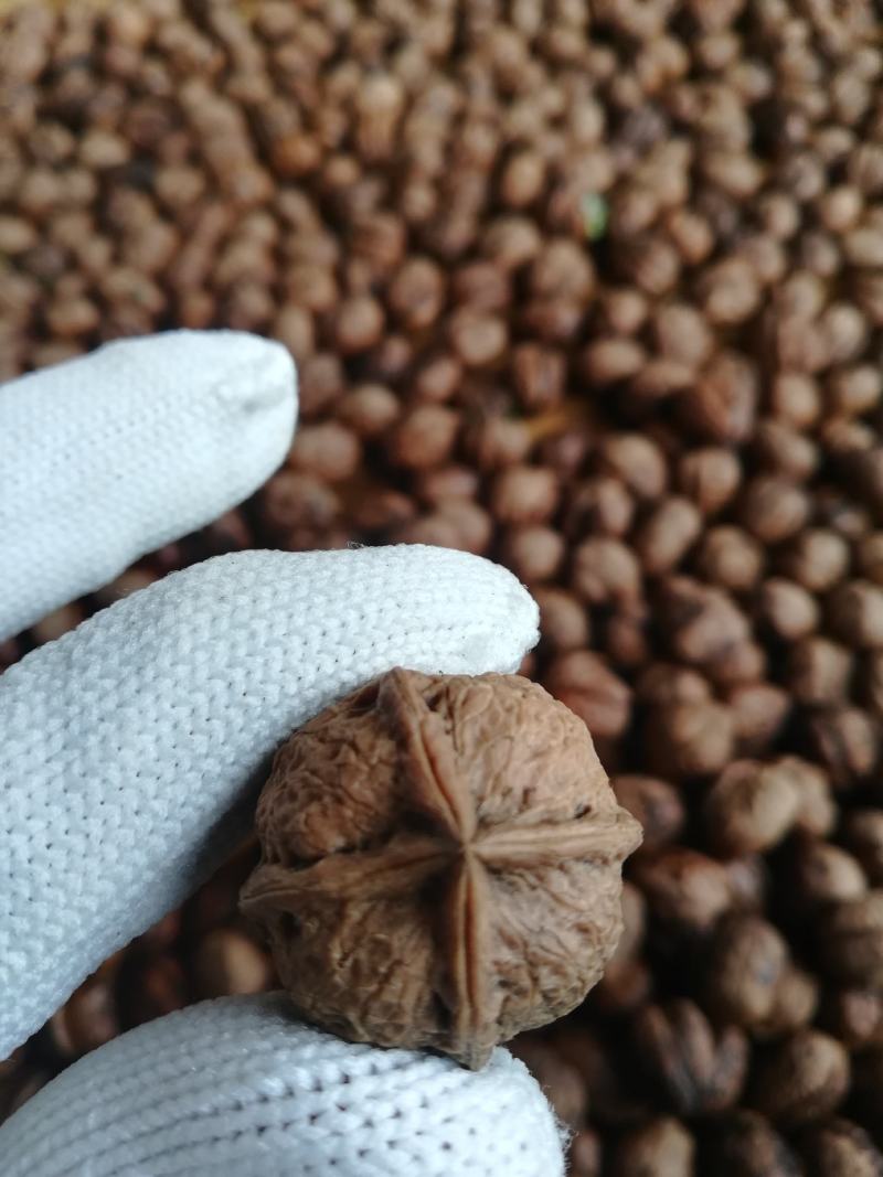 攀枝花盐边老高山核桃，原产地直发，全年供货，可视频看货