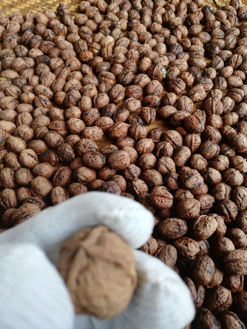 攀枝花盐边老高山核桃，原产地直发，全年供货，可视频看货