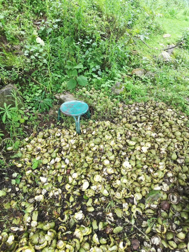 攀枝花盐边老高山核桃，原产地直发，全年供货，可视频看货