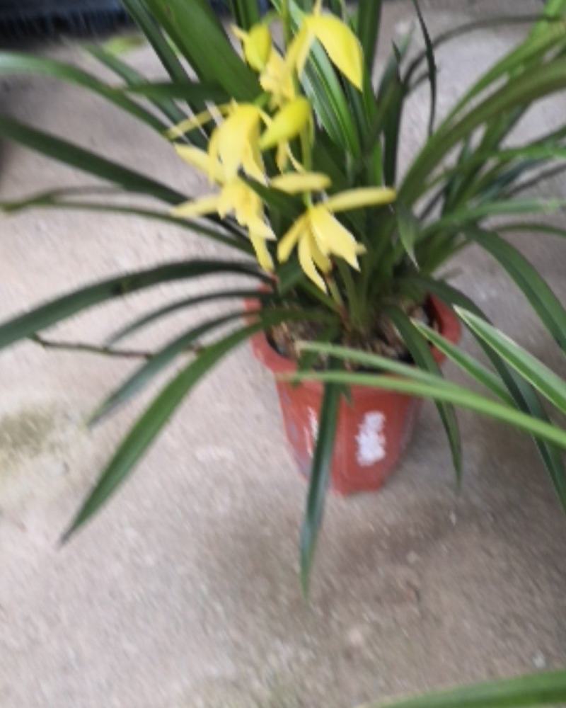 建兰，四季兰，墨兰，大花惠兰，文心兰，石斛兰，浓香型花卉