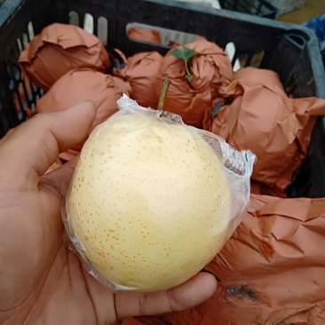 山东丰水梨秋月梨新高梨早熟梨产地大量供应个大脆甜