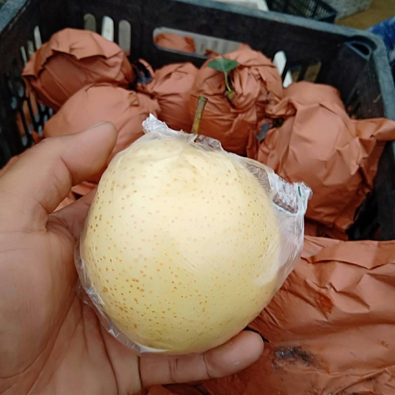 山东丰水梨秋月梨新高梨早熟梨产地大量供应个大脆甜