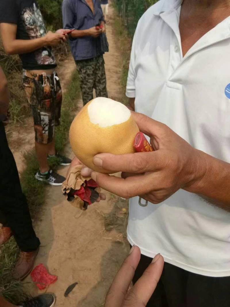 山东丰水梨秋月梨新高梨早熟梨产地大量供应个大脆甜