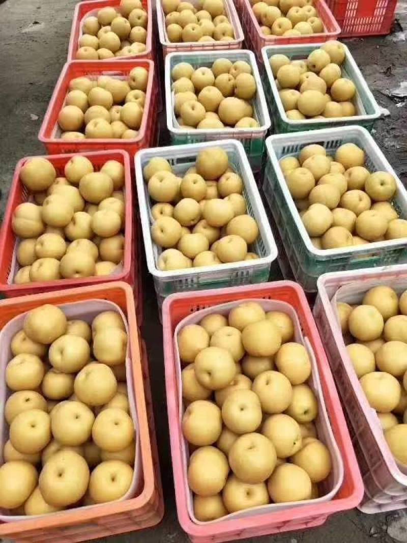 山东丰水梨秋月梨新高梨早熟梨产地大量供应个大脆甜