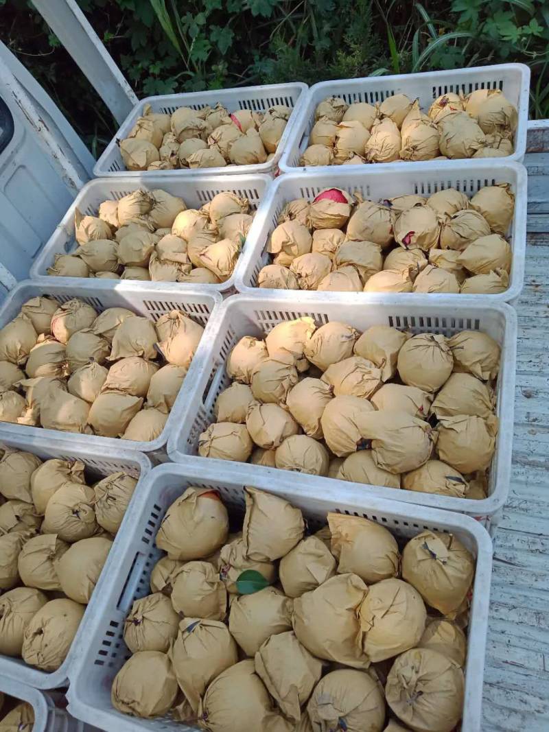 山东丰水梨秋月梨新高梨早熟梨产地大量供应个大脆甜