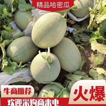 内蒙古哈密瓜金色年华八六王蜜瓜大量现货供应上市欢迎