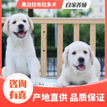 高品质黑白拉布拉多犬找新家啦视频挑选满意付款