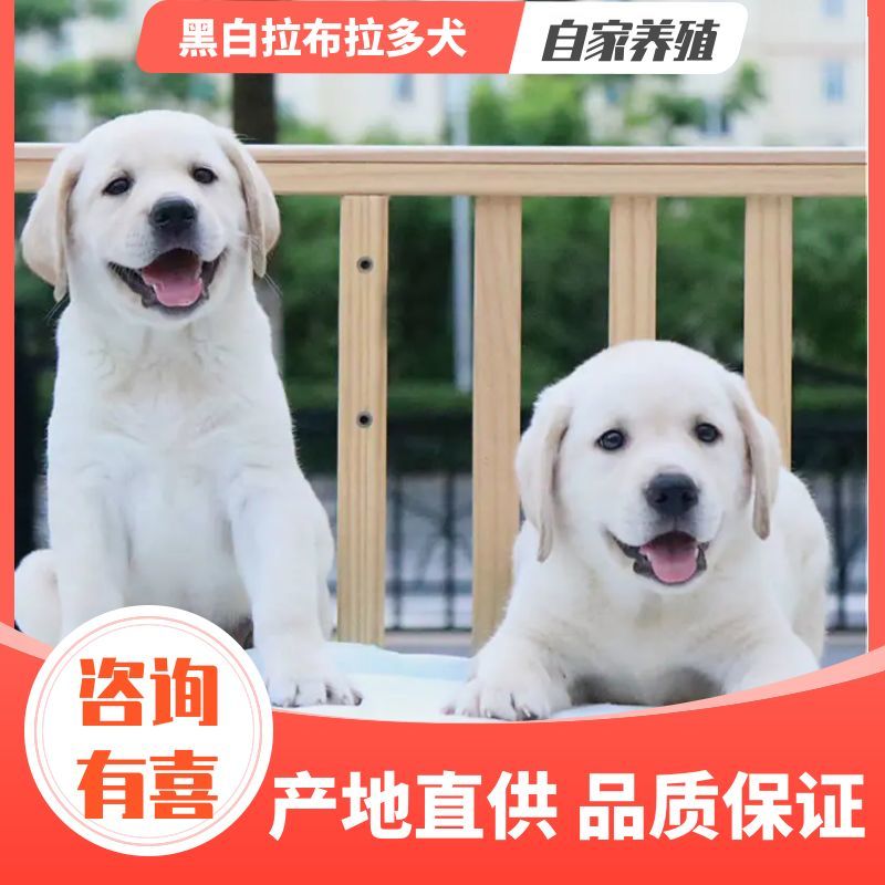 高品质黑白拉布拉多犬找新家啦视频挑选满意付款
