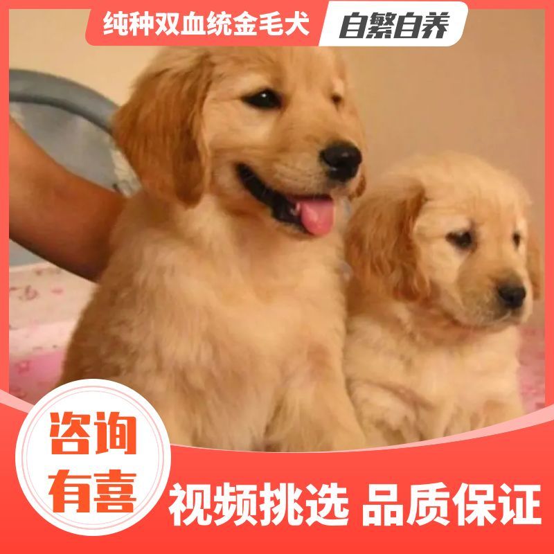 纯种双血统金毛犬全国发货视频挑选诚信商家