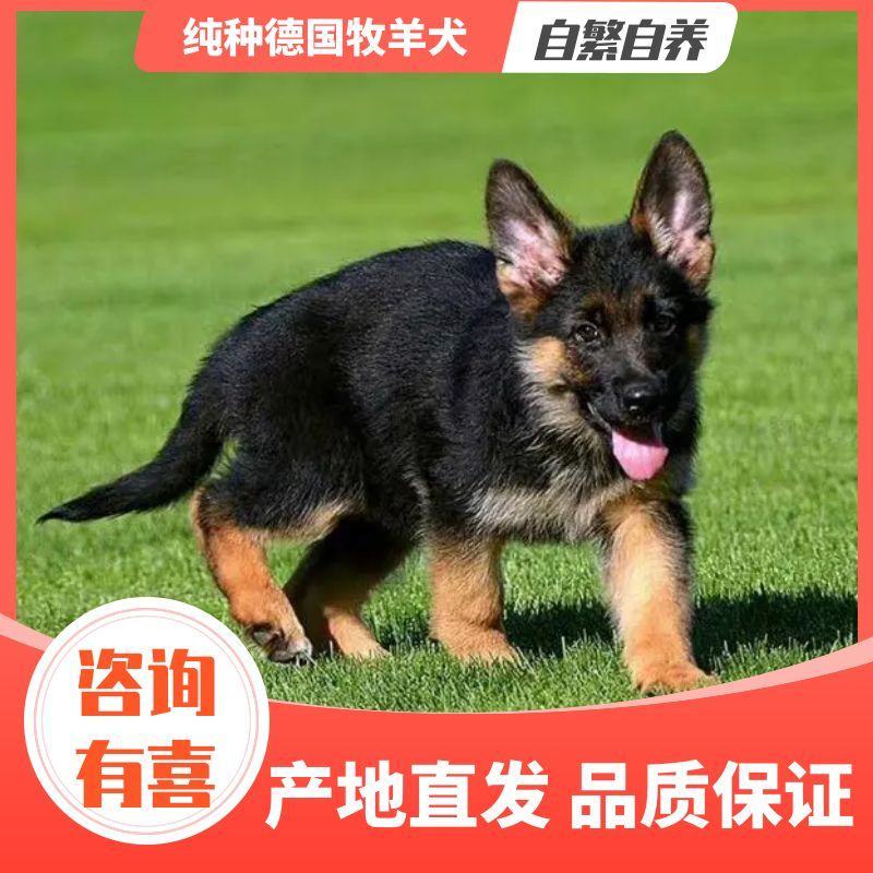 纯种德国牧羊犬包成活三针疫苗咨询送豪礼