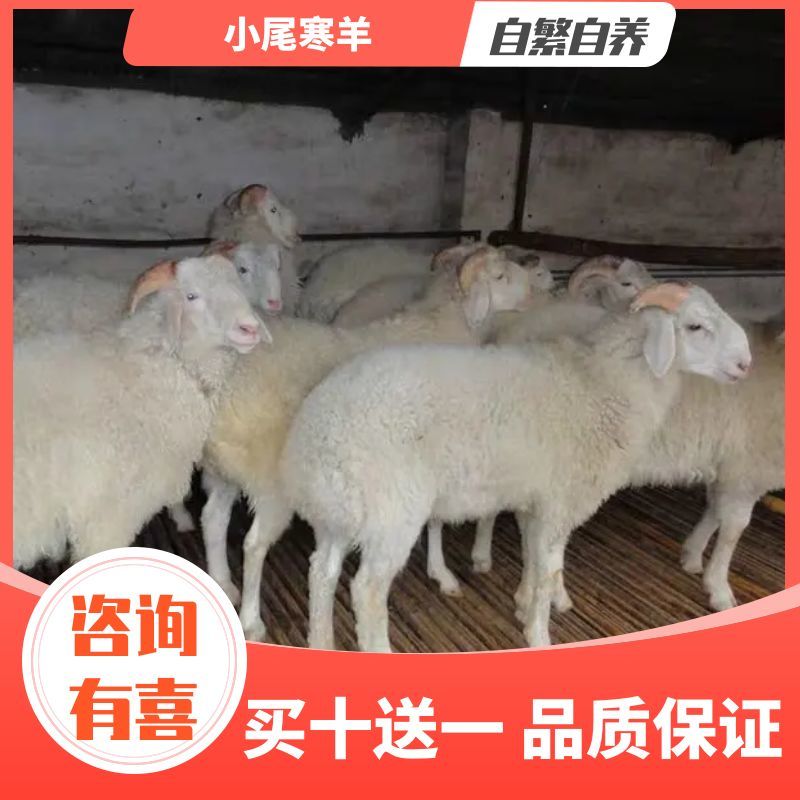 小尾寒羊可发货羊羔头胎受孕羊视频选买十送一