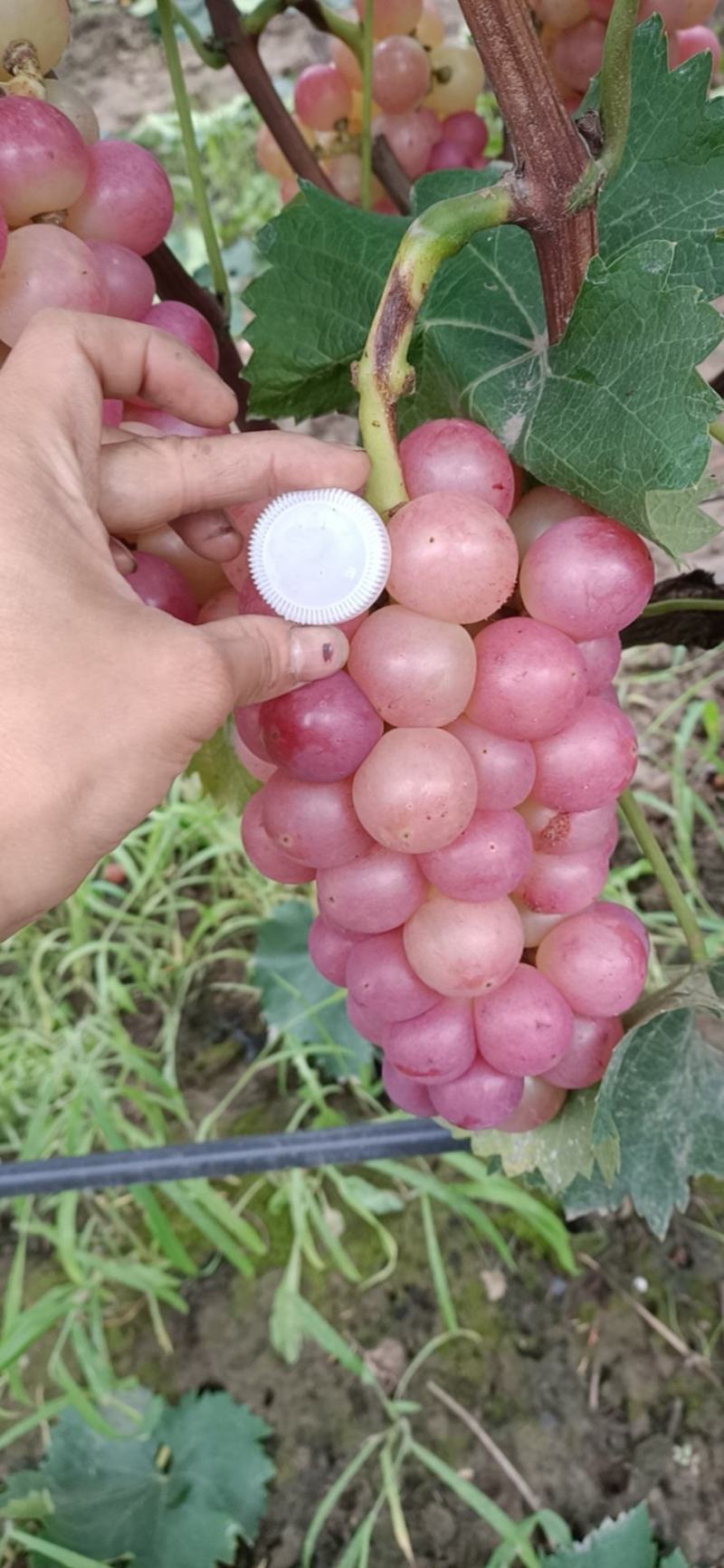 露天巨峰葡萄招商信息