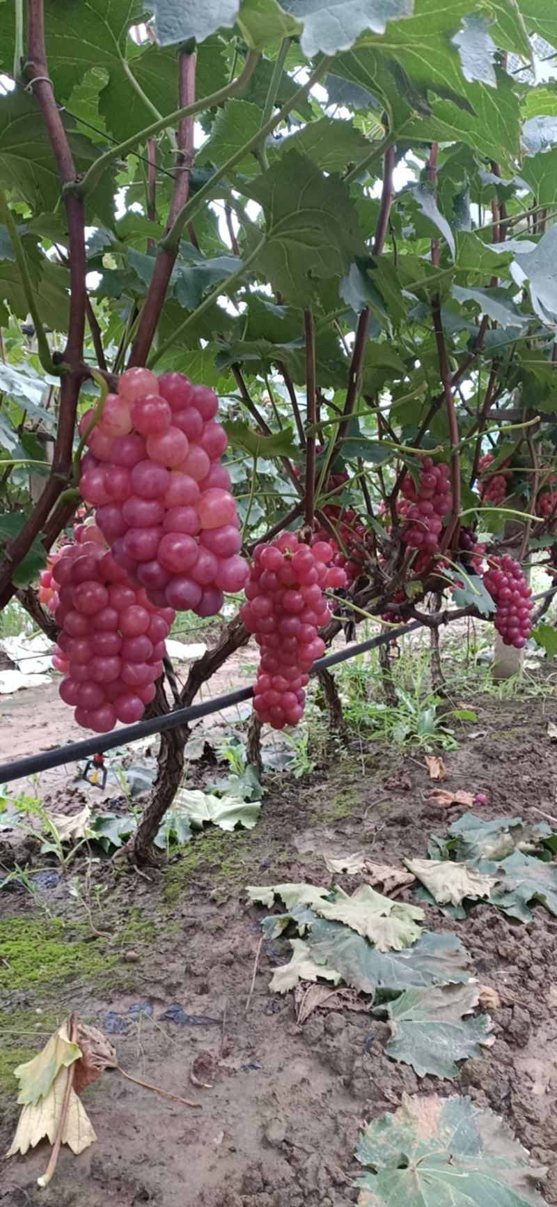 露天巨峰葡萄招商信息