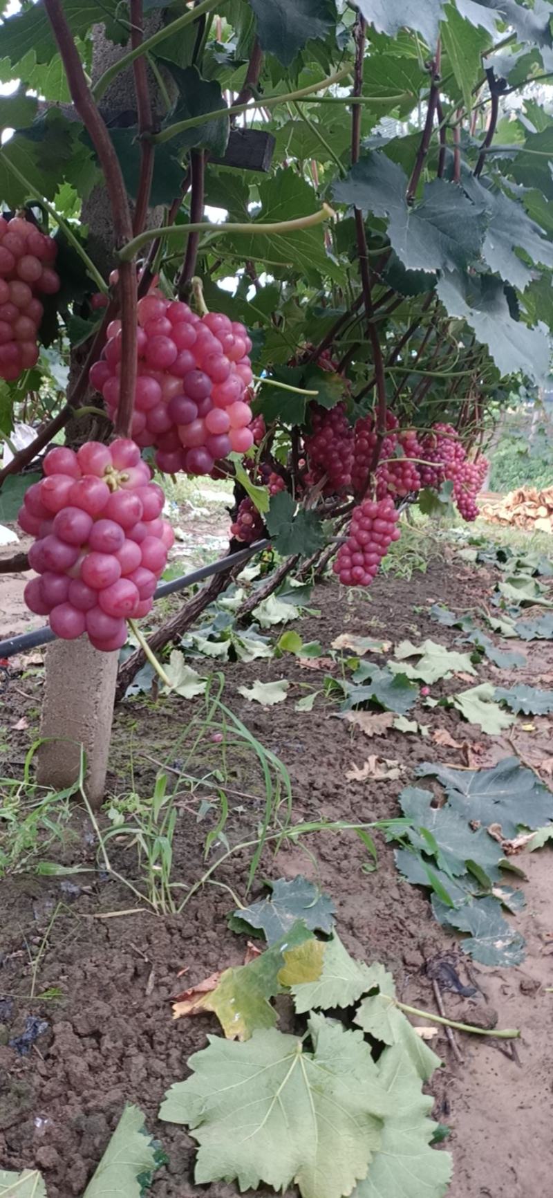 露天巨峰葡萄招商信息