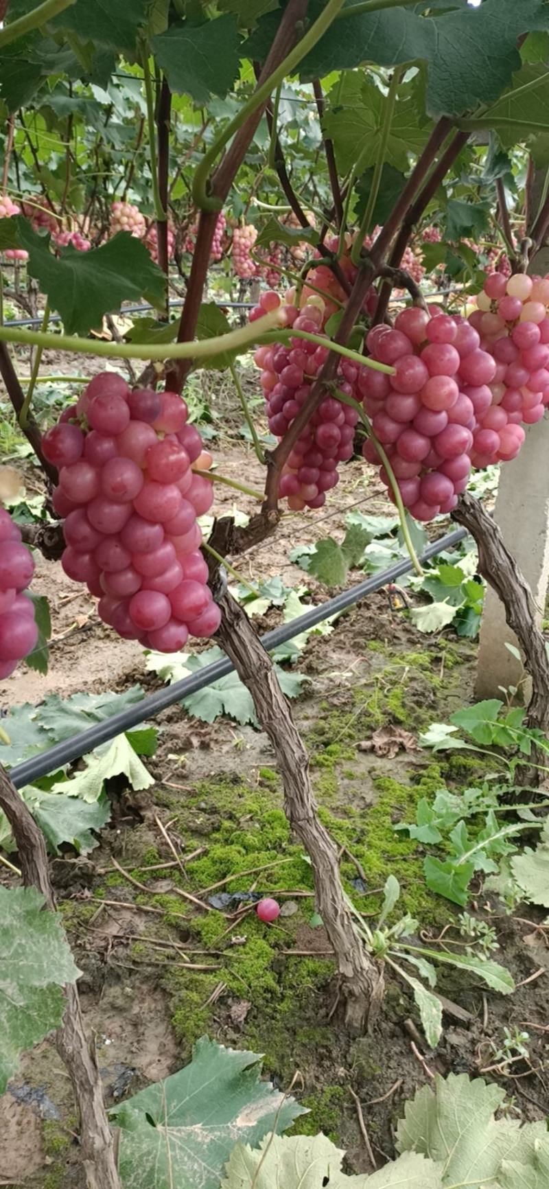 露天巨峰葡萄招商信息