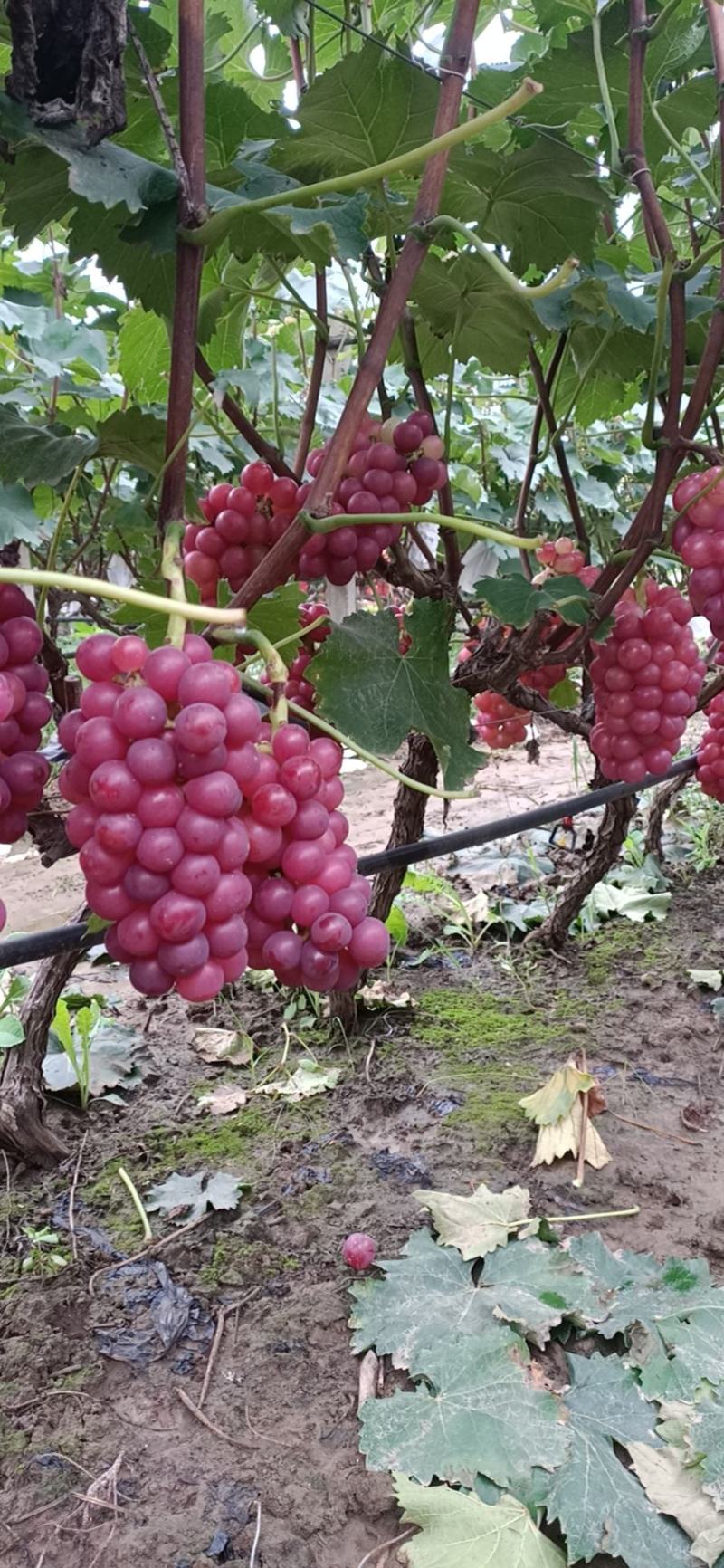 露天巨峰葡萄招商信息