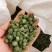 云南文山春三七花三年花，四年花，产地直销大量发价格优惠
