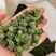 云南文山春三七花三年花，四年花，产地直销大量发价格优惠