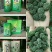 云南文山春三七花三年花，四年花，产地直销大量发价格优惠