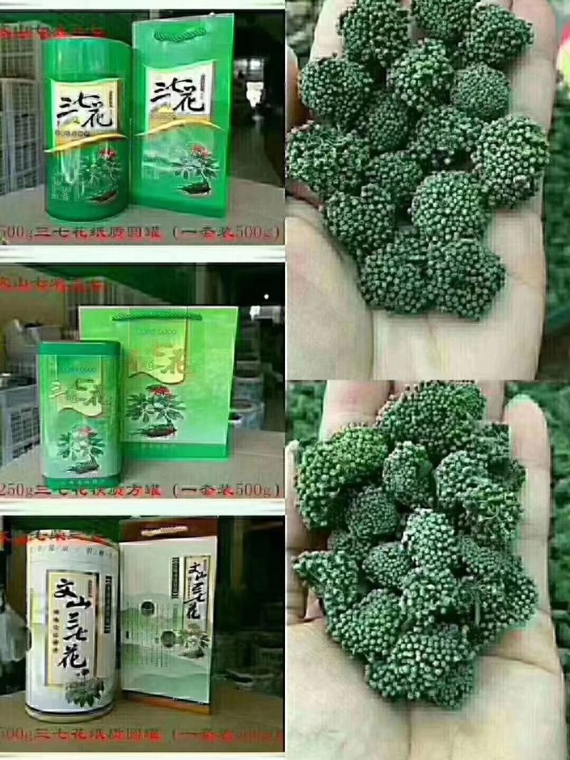 云南文山春三七花三年花，四年花，产地直销大量发价格优惠
