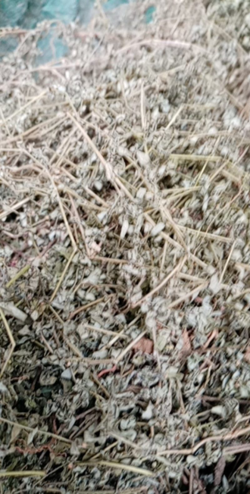 地锦草，铺地草，血风草，，奶浆草精选散装有大货，价格优惠