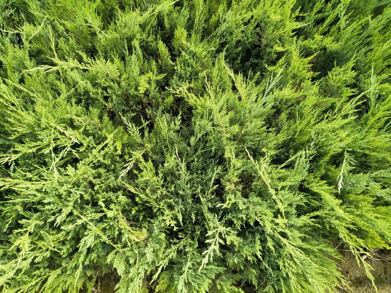 沙地柏苗木花卉大量出售