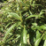 凉茶{溪黄草}高山干净河流溪黄草包邮（干货）