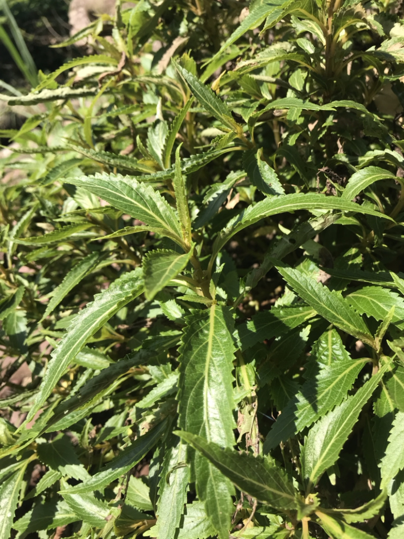 凉茶{溪黄草}高山干净河流溪黄草包邮（干货）