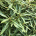凉茶{溪黄草}高山干净河流溪黄草包邮（干货）
