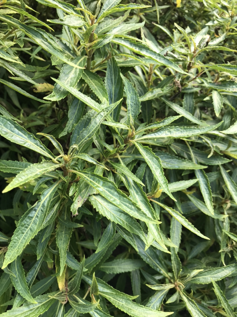 凉茶{溪黄草}高山干净河流溪黄草包邮（干货）