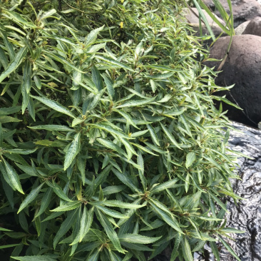 凉茶{溪黄草}高山干净河流溪黄草包邮（干货）