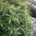 凉茶{溪黄草}高山干净河流溪黄草包邮（干货）