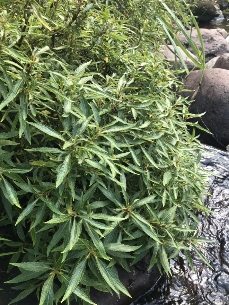 凉茶{溪黄草}高山干净河流溪黄草包邮（干货）