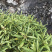 凉茶{溪黄草}高山干净河流溪黄草包邮（干货）