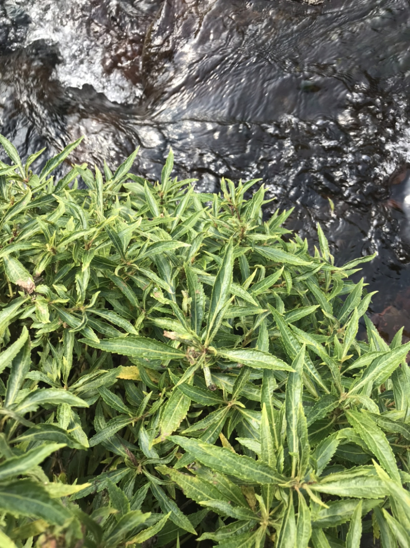 凉茶{溪黄草}高山干净河流溪黄草包邮（干货）