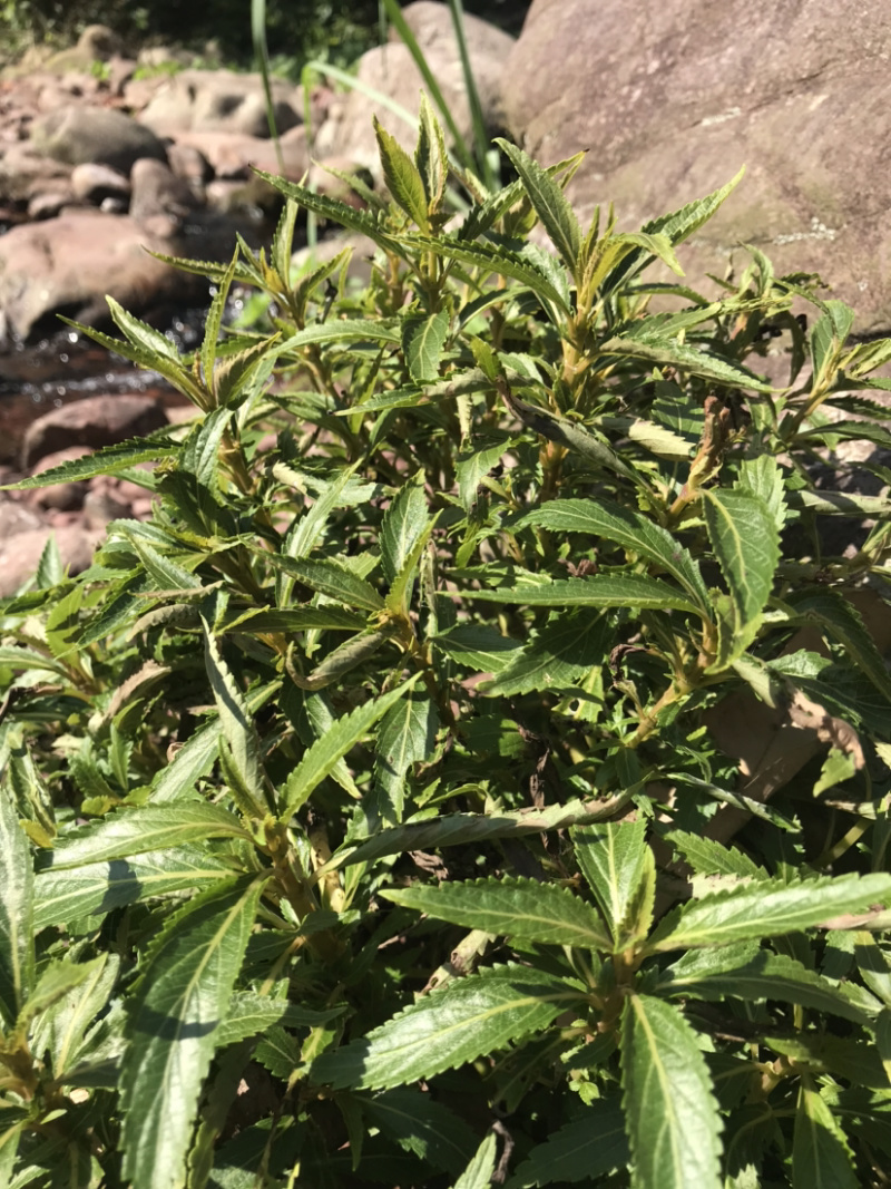 凉茶{溪黄草}高山干净河流溪黄草包邮（干货）