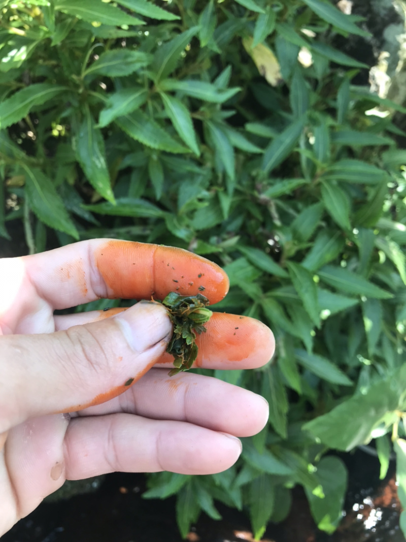 凉茶{溪黄草}高山干净河流溪黄草包邮（干货）