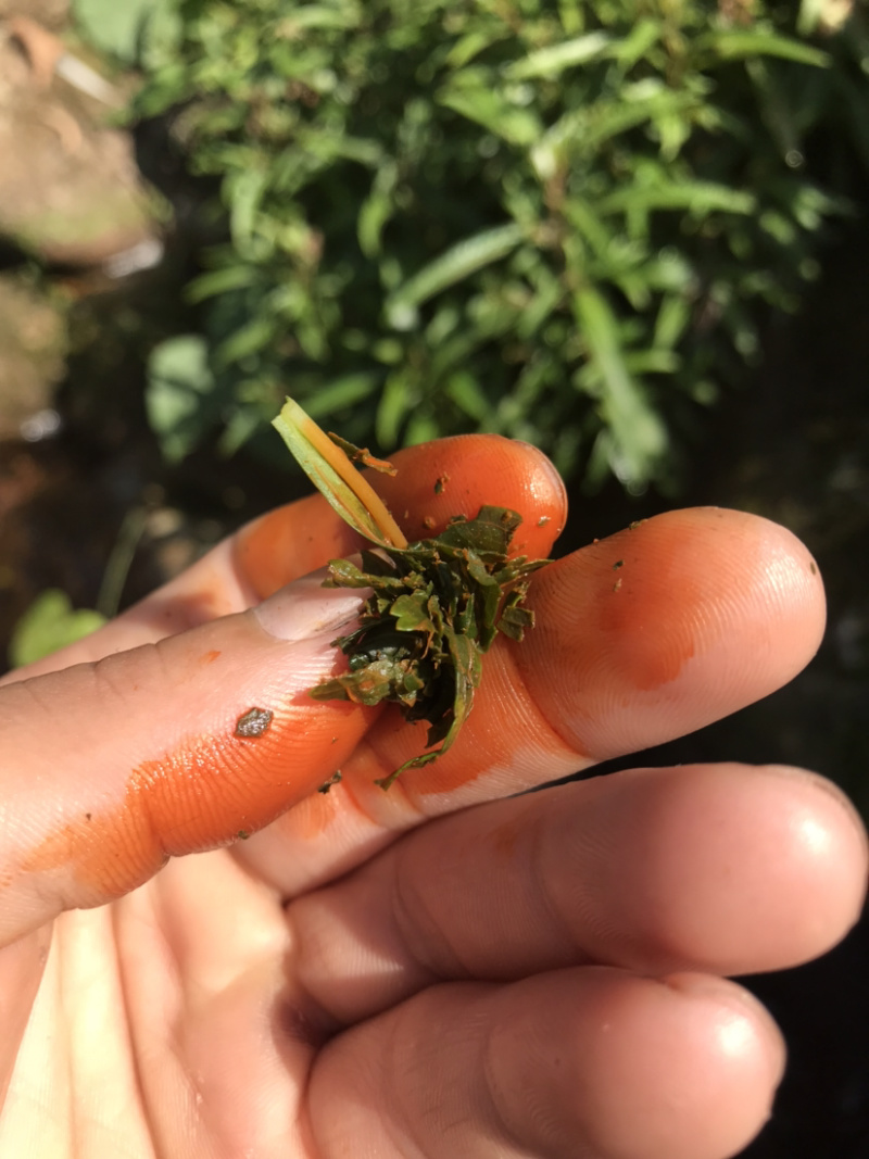 凉茶{溪黄草}高山干净河流溪黄草包邮（干货）
