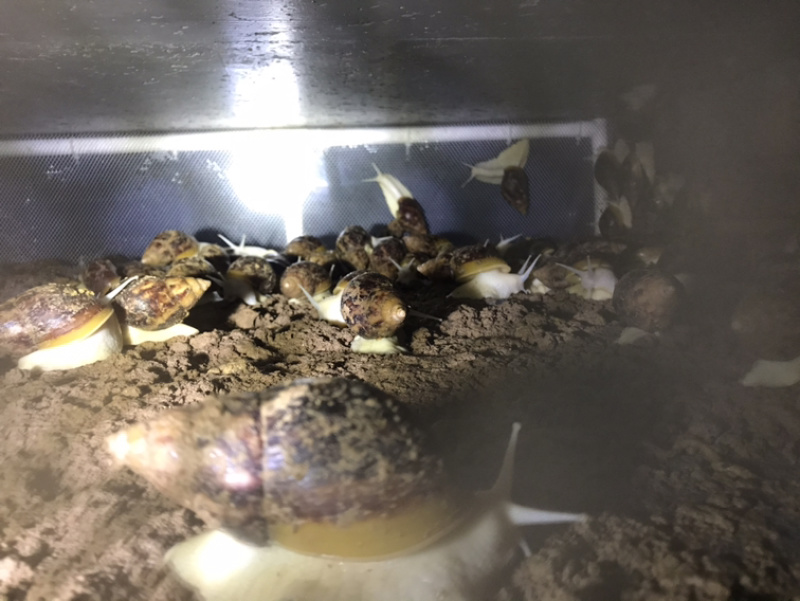 白玉蜗牛肉质肥嫩玛瑙螺
