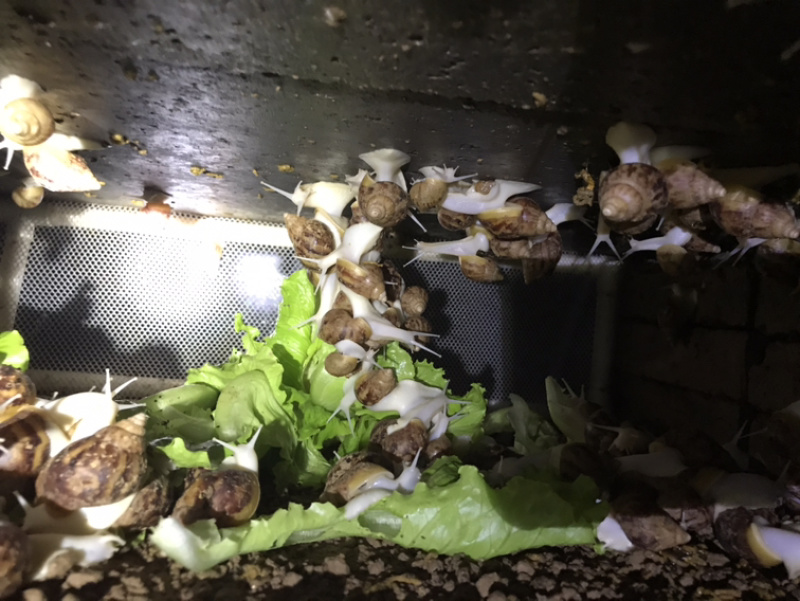 白玉蜗牛肉质肥嫩玛瑙螺
