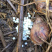 白玉蜗牛肉质肥嫩玛瑙螺