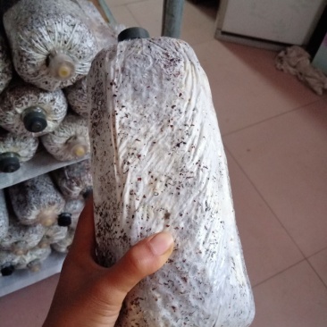 黑平菇原种，中低温品种，转化率高，抗杂能力强