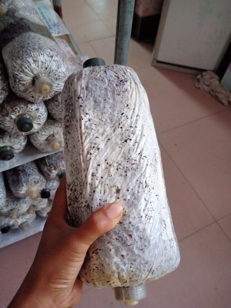 黑平菇原种，中低温品种，转化率高，抗杂能力强